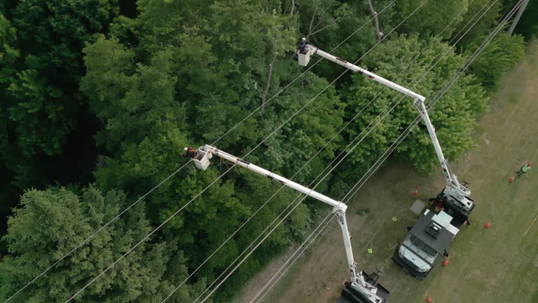 Best Tree Cabling and Bracing  in Tuckahoe, NY